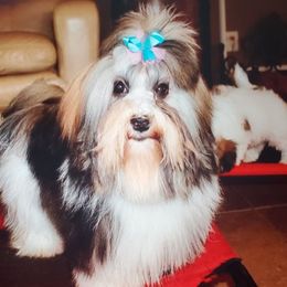 Havanese from Gemstone Havanese