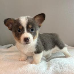 Mae - Gray and white female American Corgi puppy in Oxford, Iowa from Burns Corgis
