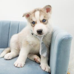 Siberian Husky Puppies from HuskiesWithFinesse