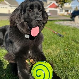 Newfoundland Puppies from Lake Country Newfoundlands