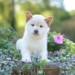 Yoshi  🩵 Cream Boy - Cream male Shiba Inu puppy in Neosho, Missouri from Sunny Terrace Shibas