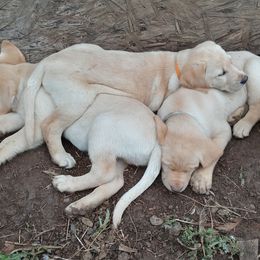 Labrador Retriever Puppies from Taylor Maid Labradors