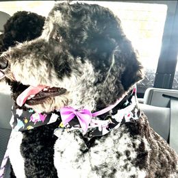 Bear - Bernedoodle
