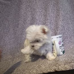 Maltese and Siberian Husky Puppies from Karst Tiny Paws Kennel
