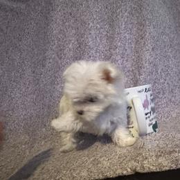 Maltese and Siberian Husky Puppies from Karst Tiny Paws Kennel