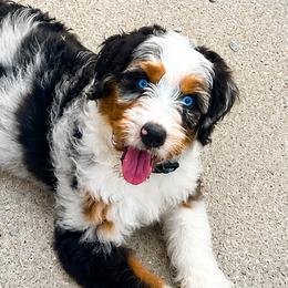 Aussiedoodles, Australian Mountain Doodles, Bernedoodles, and Miniature American Shepherds from Rose Creek Mini Aussies and doodles