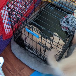 Golden Retriever Puppies from Sola Mae's Goldens