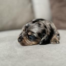 Dachshund Puppies from Doxie View Acres