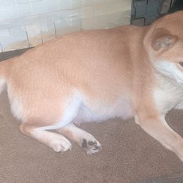 Shiba Inu from Vazquez Shiba Inu