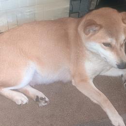 Shiba Inu from Vazquez Shiba Inu
