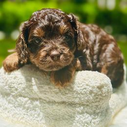 Danish - Chocolate female Cavapoo puppy in Palm Beach County, Florida from Benji’s Cockapoos