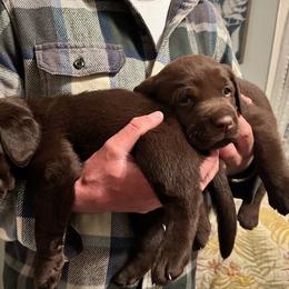 Labrador Retriever Puppies from Cedar Lake Labradors