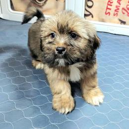 Citation. - Brown male Lhasa Apso puppy in Jefferson, New York from Absolute Lhasa Love