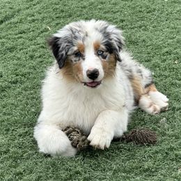 Piper - Blue merle female Australian Shepherd puppy in Watkins, Colorado from FoxRest Australian Shepherds