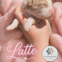 Latte - female Australian Mountain Doodle puppy in Grand Rapids, Michigan from The Kindred K9