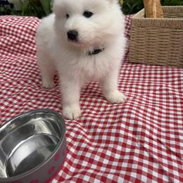 Boy 1 Blue collar - White male Samoyed puppy in Glasgow, Kentucky from Bluegrass Samoyeds