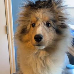 Shetland Sheepdogs from Heaven’s Shelties