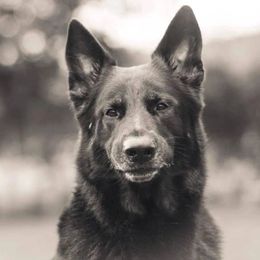 German Shepherds from Carmichael Canine