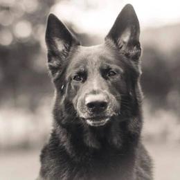 German Shepherds from Carmichael Canine