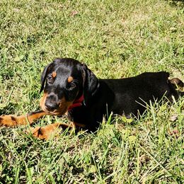 Eddie - Black and rust male Doberman Pinscher puppy in Blanchester, Ohio from Battle Creek Dobermans
