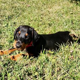 Eddie - Black and rust male Doberman Pinscher puppy in Blanchester, Ohio from Battle Creek Dobermans