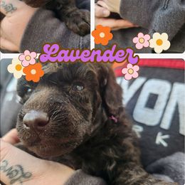 Lavender - Brown female Poodle puppy in Prescott, Arkansas from Wanderlust Poodles