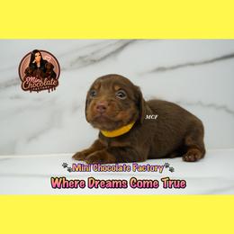 YELLOW - Chocolate and tan female Dachshund puppy in Liberty, Texas from Mini Chocolate Factory