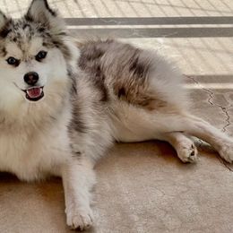 Sakari - Pomsky