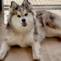 Sakari - Pomsky