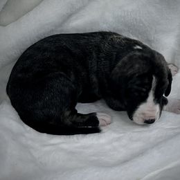 Light Pink - Brindle female Great Dane puppy in Aspers, Pennsylvania from Elja Danes