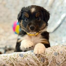 Yellow collar - Black tri-color female Aussiedoodle puppy in 32046, Florida from River Hill Ranch