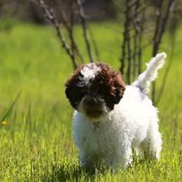 Lagotto Romagnolo Puppies from Tenajeff Lagottos