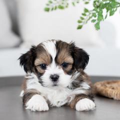 Maltipoo, Shichon, and Shihpoo Puppies from Timbercreek Puppies