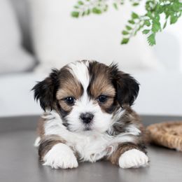 Maltipoo, Shichon, and Shihpoo Puppies from Timbercreek Puppies