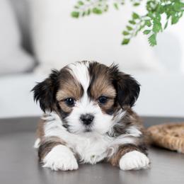 Maltipoo, Shichon, and Shihpoo Puppies from Timbercreek Puppies