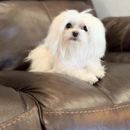 Snowee - Maltese