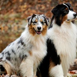 Australian Shepherds from Riverstone