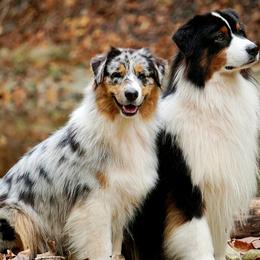 Australian Shepherds from Riverstone