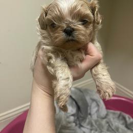 Biscuit - Cream and white male Shih Tzu puppy in Oxford, Mississippi from Sugarcoat Shih Tzu