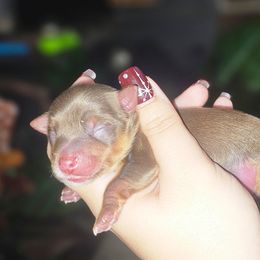 Boy 2 - Chocolate and tan male Yorkshire Terrier puppy in Thornville, Ohio from My precious yorkies