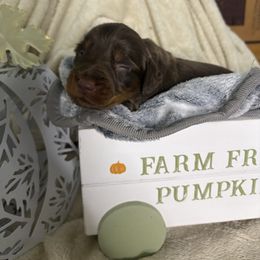 Tex - Chocolate and tan male Dachshund puppy in Richwood, West Virginia from Wild and Wonderful Wieners