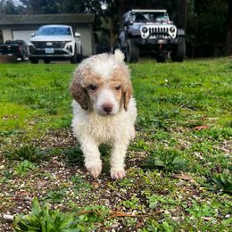 Tasha - Parti female Poodle puppy in Wolf Creek, Oregon from Dejah Bleu Kennels