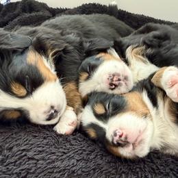 Bernese Mountain Dog Puppies from Cocos Puppy Tales