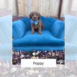Poppy - Red  male Goldendoodle puppy in Las Vegas, Nevada from Bridges Goldendoodles