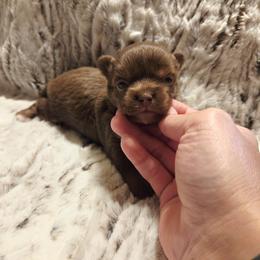 Chocolate, tan, white markings. - Chocolate female Chihuahua puppy in Richmond, Virginia from Breens