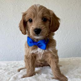 Butter - Red  male Goldendoodle puppy in Concord, California from Golden State Good Dogs