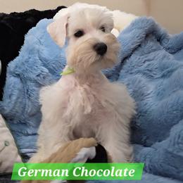 German Chocolate - Wheaten male Miniature Schnauzer puppy in San Diego, California from SoCal Beards and Brows