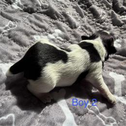 Baby boy 2 - Parti male Miniature Schnauzer puppy in Sacramento, California from Valdez Mini Schnauzers