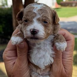 Truth - Red  male Goldendoodle puppy in Newnan, Georgia from Wagging Tailz Pups