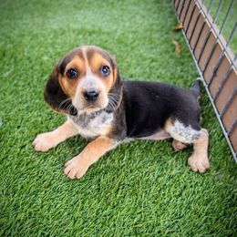 Girl 3- Dot - Black tan and bluetick female Beagle puppy in Bell, Florida from Pridgeon Kennels